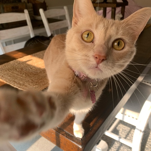 Meet your Posher, Addie - Picture 4 of 4